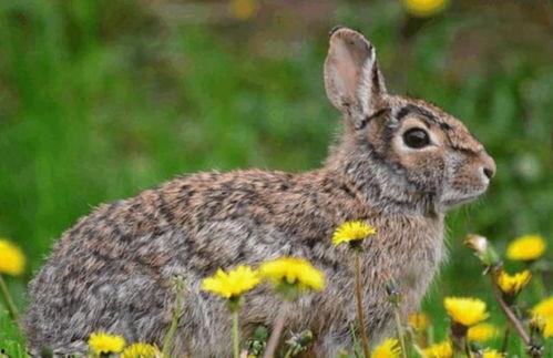 成人吃野兔视频在线观看,成人品尝野兔视频大揭秘