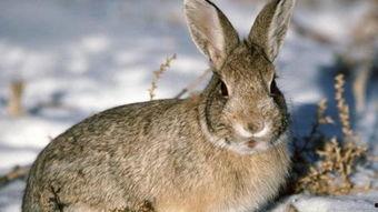 成人吃野兔视频在线观看,成人品尝野兔视频大揭秘