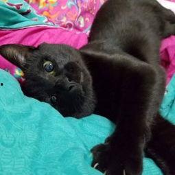 野猫成人短视频 网站,揭秘成人娱乐领域的热门平台