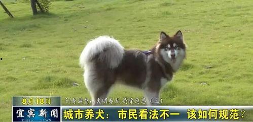 变成人形恶犬视频大全,惊悚视频大盘点